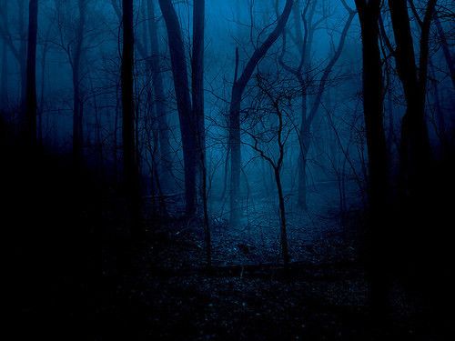 blue tinted spooky woods